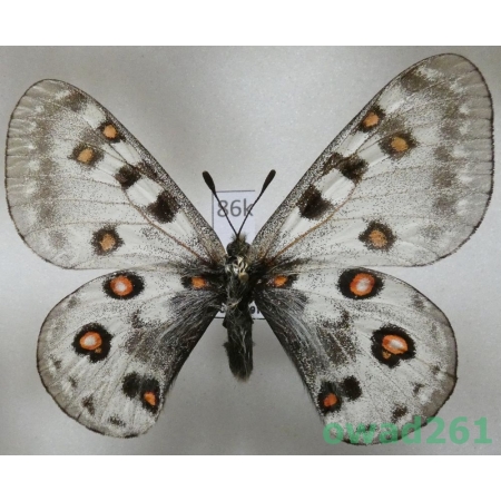 Parnassius honrathi subsp. ernesti Bryk, 1932 Tadjikistan86k